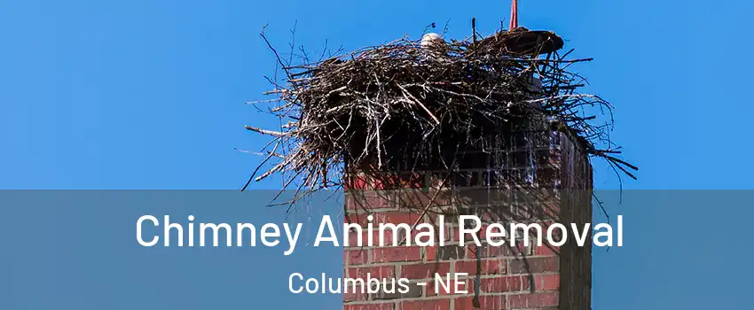  Chimney Animal Removal Columbus - NE