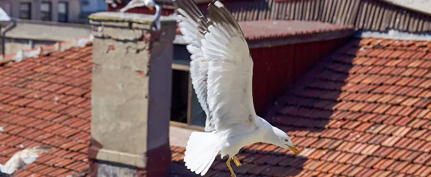 Residential Chimney Animal Removal Solution in Columbus, NE